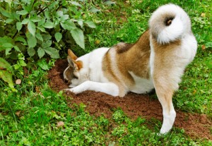 dogs_dig