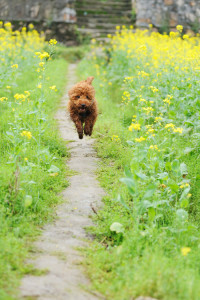 dogs_path