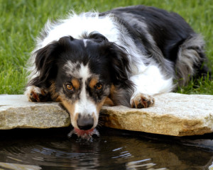 dogs_water