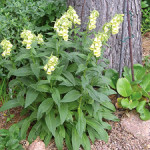 toughies-giant-yellow-foxglove