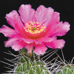 toughies-opuntia-polyacantha