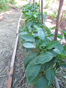 Thriving ‘California Wonder’ sweet bells love enriched soil, full sun, a bit of support when young and the companionship of ‘Christmas’ basil, said to sweeten the peppers. 