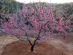 The fully flowering ‘Reliance’ peach tree, considered a late season bloomer (Mar. to April) is subject to late season killing frosts (April) in our USDA Zone 5. 