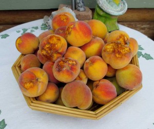 Even the previously pecked fruits are harvested. The chickens get the pecked pieces, but we eat every last bite of the just 10.5 pounds of perfectly tree ripened, juicy, sweet peaches. 