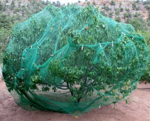 Bird netting encapsulates the peach tree to thwart peach thieves squirrels and chipmunks and to discourage the birds that peck the ripened fruit. Clothespins close any gaps and repair holes.