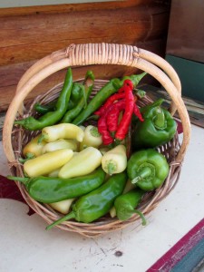 A basket of perfect peppers: ‘California Wonder’ sweet bells, ‘Mariachi’ yellow  jalapeno, hot peppers; ‘Biggie Chili’, mild New Mexico; ‘Maules’ red hot pepper