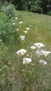 Plant flowers you might find in a meadow, including showy mariposa lilies.
