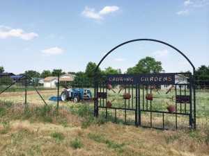 Strawberries and raspberries were planted last May. Tree-planting is scheduled for next spring. When complete, Growing Gardens’ orchard will contain nearly 200 trees, including apples, pears, plums, peaches, cherries and apricots. 