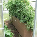 Tomato plants growing strong three weeks later.