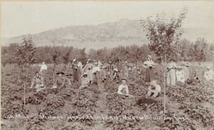 Historically, Boulder County was the site of many orchards, including the Orchard-Grove Fruit Farm (left), once located in north Boulder.