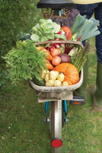 bike-veggies-Martin-Poole_sb10062327aa-001