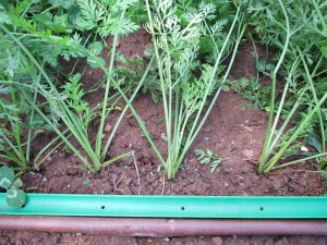 carrots-and-seed-guide