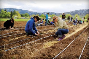 A cadre of volunteers helped plant the berry patch. More volunteers will be needed next spring to plant trees.