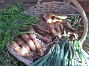 root-harvest