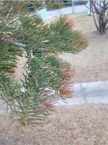 Damaged needles on Fir Tree, Niwot (Josh-Morin)