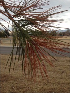 Full and partial needle-browning on pine at Niwot Elementary School.