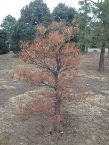 Full canopy browning of small Pine, Niwot Elementary School. (Josh-Morin)