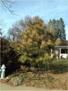 Pine with needle scorch in Boulder. (Josh Morin)