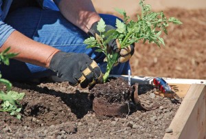 planting-tomato