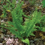 Christmas Fern 