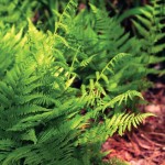 Alpine Lady Fern