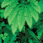 Maidenhair Fern