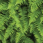 Ferns-shutterstock_Robert-Crum