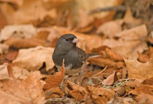 The dark-eyed junco and other birds use leaf litter to hunt for prey to feed their broods in springtime, when insect populations are low and the need for food is high.