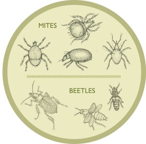 Leaf-Lore-mites-beetles