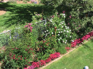 Bruny’s fence garden sports clematis blooms in shades of pink and purple, red and pink roses, purple lavender and hot-pink dianthus.