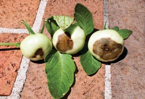 Blossom-end rot on tomatoes could be from a calcium deficiency, but more likely stems from irregular, shallow watering.