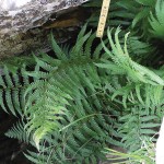 Male Fern