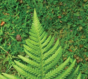 Lady Fern