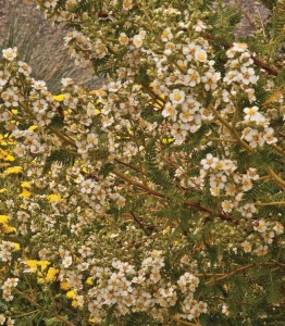 fernbush  (Chamaebatiaria millefolium)