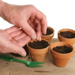 seeds-potting-clay-pots