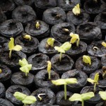 seeds-seedling-coming-up