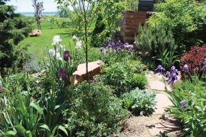 Mary Lynn Bruny’s spring garden bursts with the cool tones of bearded iris, hardy geranium, lamb’s ear, catmint and barberry peony. 