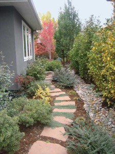 Bruny plants for fall color as well, with ‘Autumn Blaze’ maples at the rear of this path, columnar yellow-leaved buckthorns along the fence, and ‘Carol Macky’ daphnes, viburnum, Japanese maple and yellow peony to the left of the path. The ‘Rockspray’ cotoneaster on the right has handsome red berries in fall.