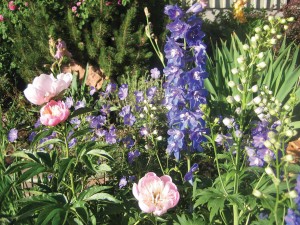 Bruny likes to plant analogous palettes of purples and pinks, exemplified by her peonies, geraniums, delphiniums and roses.