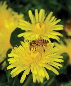 Bee-covered-in-pollen-on-a-Boulder-backyard-dandelion