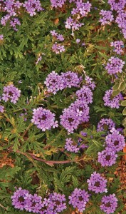 Purple Prairie Verbena