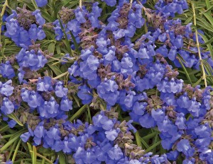 Sky Blue Prairie Sage Salvia