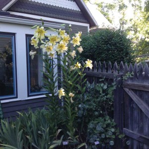 Davis-Lilies-2