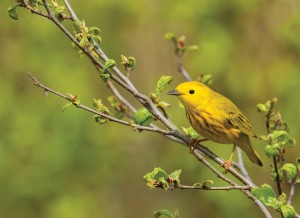 Rocky-Flats-Yellow-Warbler-by-Jay-Petersen