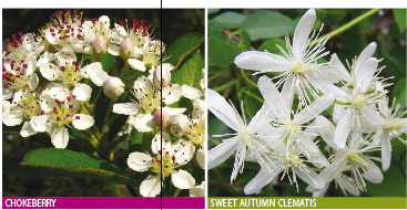 fiery fall chokeberry-clematis