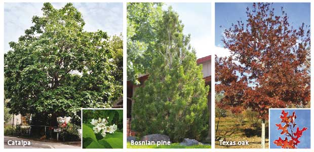 trees-for-all-seasons-catalpa-bosnian-pine-texas-oak