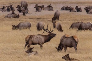 Photo courtesy Ann Schonlau/Rocky Mountain National Park