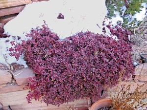 Eriogonum-umbellatum-sulphur-flower)-in-fall