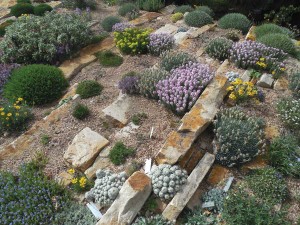 This crevice garden at Denver Botanic Gardens displays bright-pink Persian candytufts, golden-yellow Perky Sue daisies, chartreuse-yellow alpine buckwheat, silvery budded spikethrifts and small white clumps of Escobaria sneedii cactus. Photo by Panayoti Kelaidis