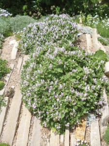 crevice-garden-Detail-of-East-Facing-DBG